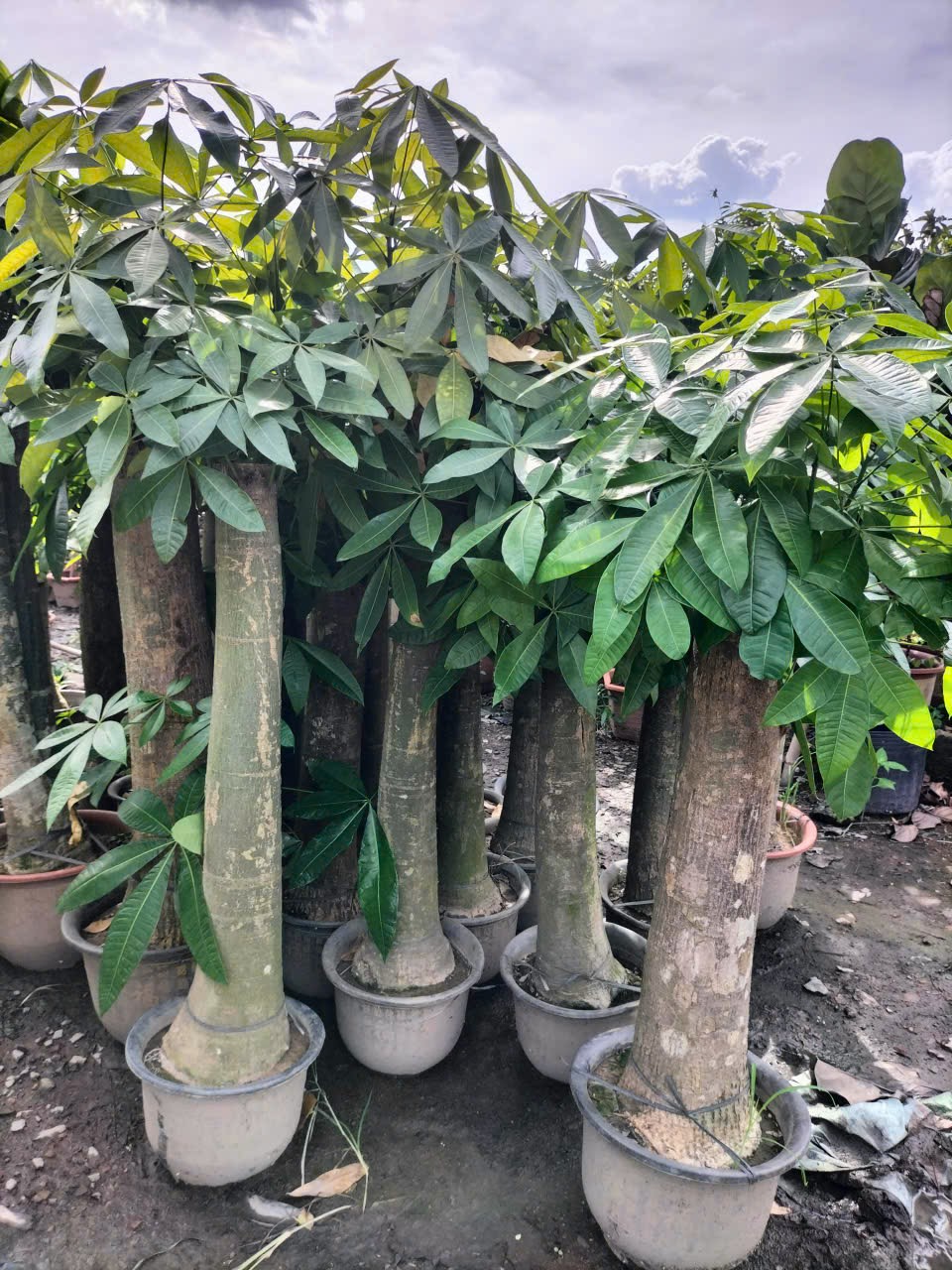 cây kim ngân size lớn 